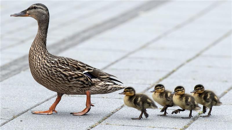 Polizei und Feuerwehr retteten drei Entenküken aus einem Gullyschacht. (Symbolbild)  