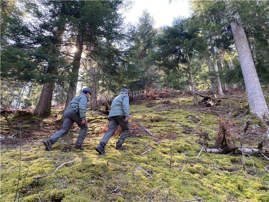 Polizeibeamte gehen durch den Wald vor einem mit Flatterband abgesperrten Bereich.  In Norditalien ist ein Jogger möglicherweise von einem Bären angegriffen und getötet worden.
