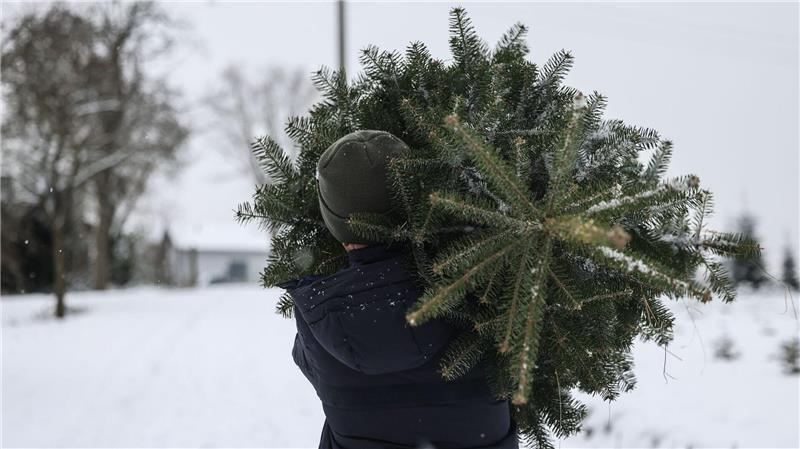 Polizisten beobachteten, wie die Männer den Weihnachtsbaum wegtragen wollten. (Symbolbild)