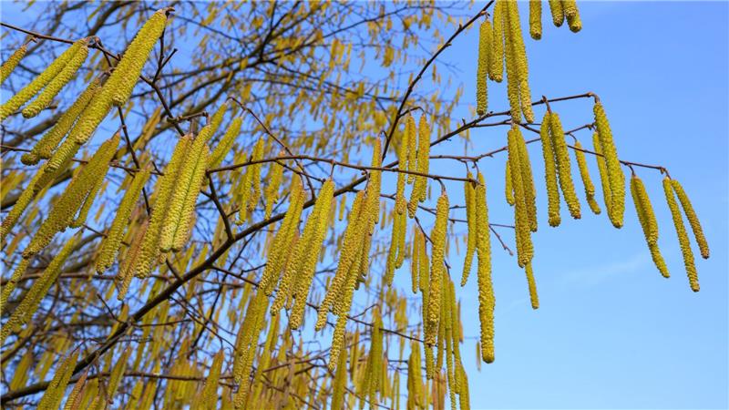 Pollen sind die häufigsten Auslöser allergischer Atemwegserkrankungen.