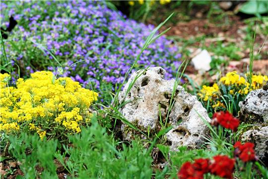 Polsterstauden decken im Steingarten ziemlich schnell den Boden ab, sodass Unkraut keine Chance bekommt. Sollte es dennoch auftauchen, muss es schnell gejätet werden, denn die Kulturpflanzen haben Konkurrenz nicht gern.  Foto: Pixabay