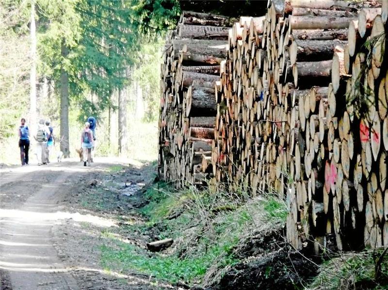 Polter säumen Wald- und Wanderwege, wie hier nahe Entensumpf. Während Baumstämme für bis zu zwei Jahre oder länger gelagert bleiben, soll das geschnittene Holz möglichst schnell abgefahren werden.