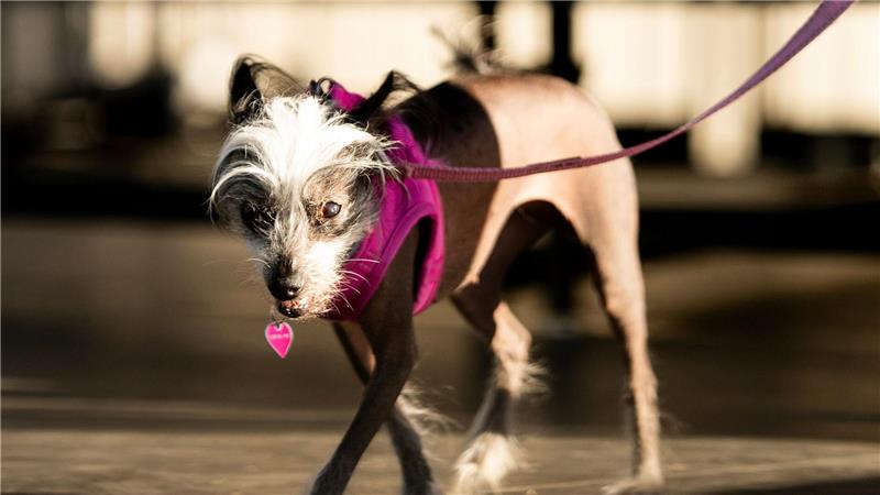 Haarlose Petunia ist „hässlichster Hund der Welt“ Poppy hatte statt Kuschelfell viel nackte Haut zu bieten.