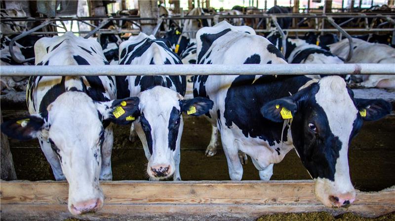 Preissenkungen für Milchprodukte bereiten vielen Landwirten Sorgen. (Archivbild)