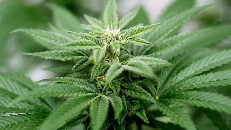 Privater Cannabis-Anbau ist seit dem 1. April legal.