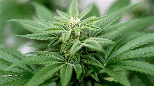 Privater Cannabis-Anbau ist seit dem 1. April legal.