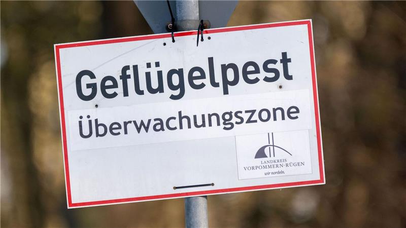 Vogelgrippe breitet sich aus - Agrarminister beraten Pro getötetem Tier können Tierhalterinnen und Tierhalter bis zu 50 Euro erhalten. (Symbolbild)