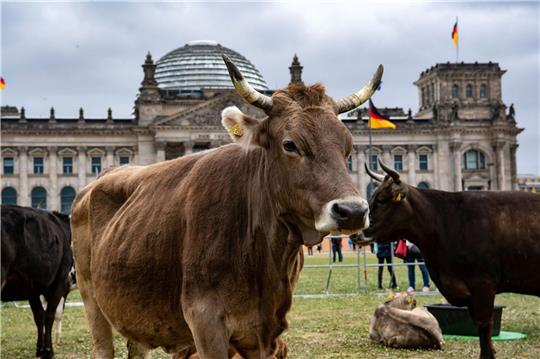 Protest-Aktion vor dem Reichstag. Immer weniger Rinder habe Zugang zu einer Weide.