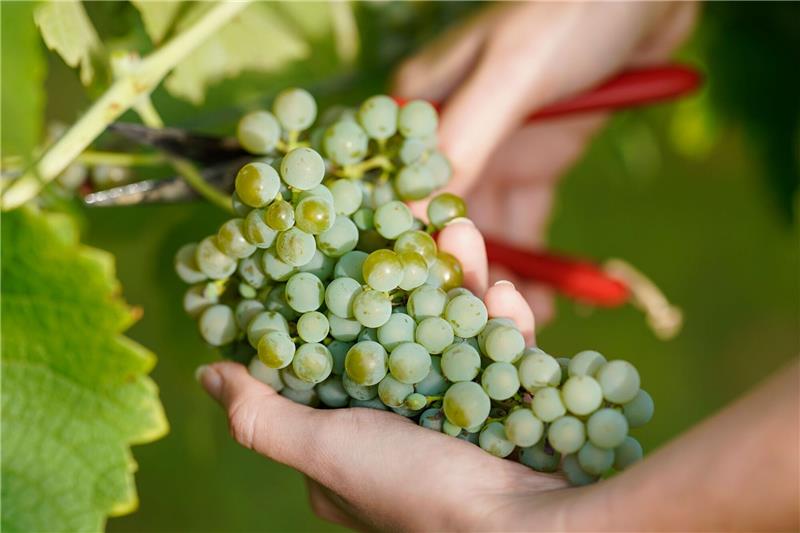 Winzer erwarten Champagner-Jahrgang von hoher Qualität Prozentual deutliche Steigerungen der Erntemengen werden in den flächenmäßig großen Regionen Mosel, Württemberg, Pfalz und Rheinhessen erwartet.