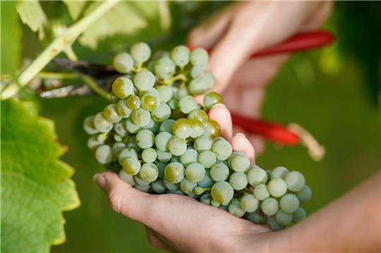 Prozentual deutliche Steigerungen der Erntemengen werden in den flächenmäßig großen Regionen Mosel, Württemberg, Pfalz und Rheinhessen erwartet.