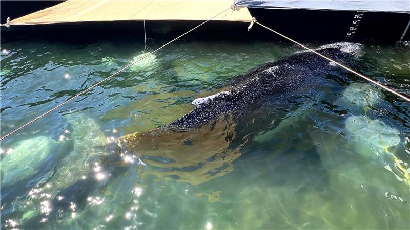 „Pudelwohl“ fühle der Wal sich in der Barge, verlautbarte Backhaus.