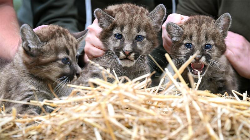 Puma-Nachwuchs im Tierpark Ströhen: Zwei Kater und ein Weibchen