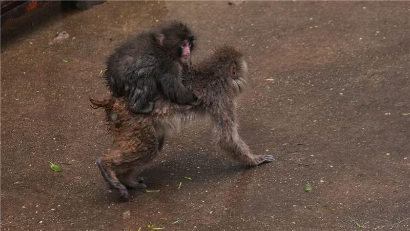 Punch, ein am 26. Juli 2025 geborener japanischer Makake, klettert auf den Rücken eines anderen Affen auf dem Affen-Spielplatz des Ichikawa-Zoos in Tokios östlicher Nachbarstadt.