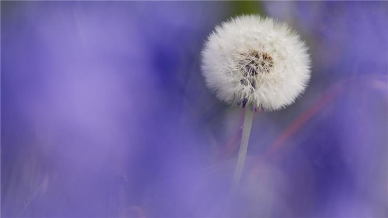 Pusteblume zwischen blauen Hasenglöckchen