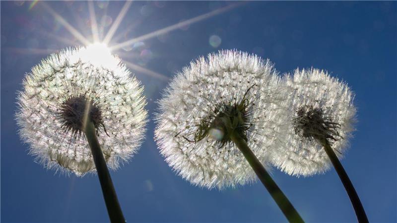 Pusteblumen in der Sonne