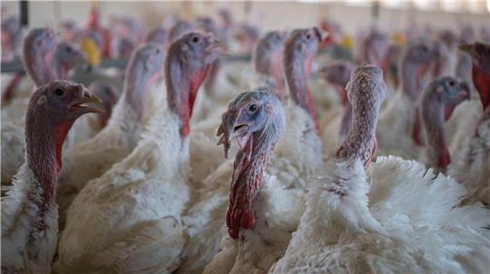 Puten im Stall eines Mastbetriebs. (Symbolbild)