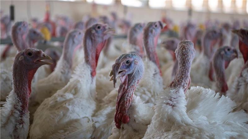 Vogelgrippe: Wie ist die aktuelle Lage in Niedersachsen? Puten sind nach Angaben des niedersächsischen Agrarministeriums besonders von der Vogelgrippe betroffen. (Archivbild)