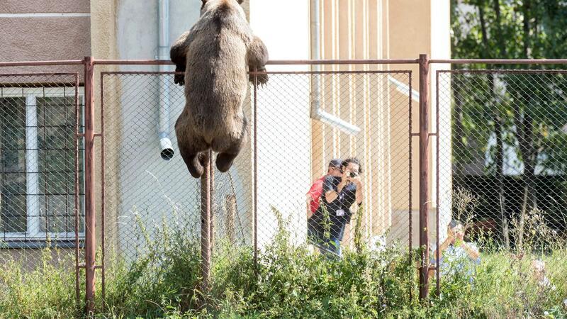 Bär tötet junge Touristin in Rumänien - Sorge auch in Bayern Putzig, aber auch gefährlich: Braunbären in Rumänien. Nun ist es wieder zu einem tödlichen Zwischenfall gekommen.