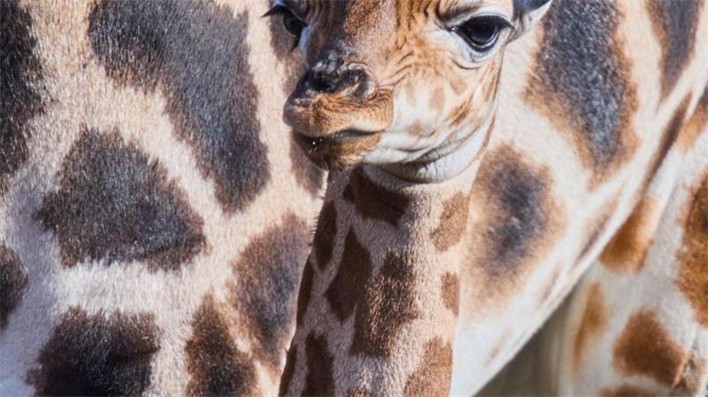 Putzmunter steht das Giraffenbaby neben seiner Mutter.