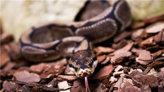 Pythons würgen ihre Opfer, können aber auch zubeißen. (Symbolbild)
