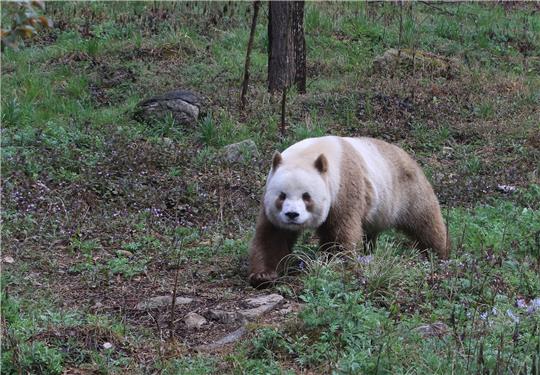 Qizai ist der einzige braune Panda, der in Gefangenschaft lebt.