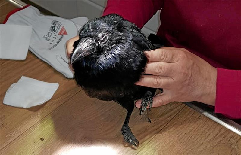 Verletzter Rabe fährt mit der Eisenbahn Rabe Odin wird bei der Tierärztin untersucht. Foto: Privat