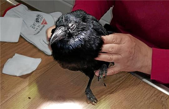 Rabe Odin wird bei der Tierärztin untersucht. Foto: Privat