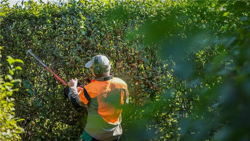 Schufa, Wahlen, Sommerzeit – das ändert sich im März Radikale Heckenschnitte sind verboten. (Archivbild)