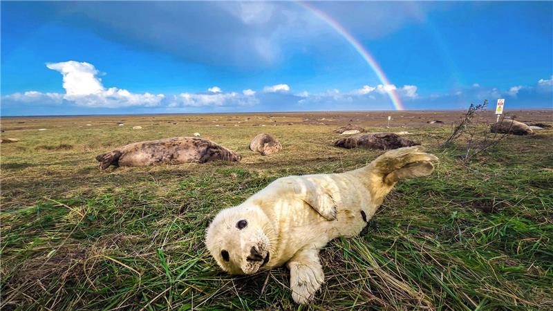Räkeln vor Regenbogen: Junge Kegelrobbe in Nord-Lincolnshire.