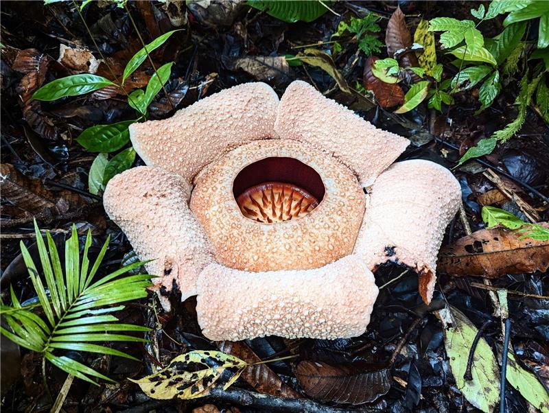 Sorge um Stinker: Größte Blume der Welt droht auszusterben Rafflesien sind sogenannte Schmarotzergewächse.