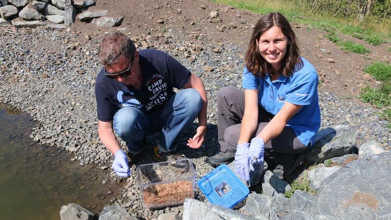 Rainer Schlicht, Untere Naturschutzbehörde Landkreis Goslar, und Life Bovar-Projektmanagerin Dr. Mirjam Nadjafzadeh setzen die Tiere in den Teich.