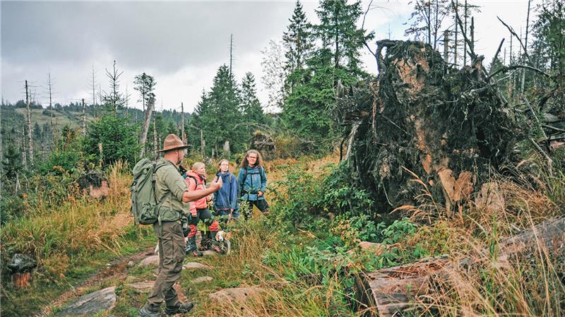 Vier Wanderer mit Rucksäcken stehen auf einem Waldweg neben einer großen umgestürzten Baumwurzel in einem kargen Waldgebiet.