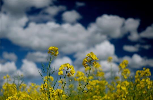 Raps blüht auf einem Feld in Nordsachsen.