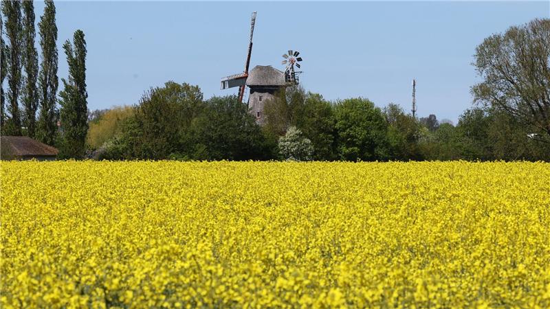 Raps blüht vor einer Windmühle in Mecklenburg-Vorpommern.