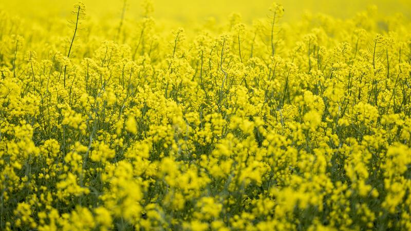 Rapsblüte: Das Landleben ist erholsam für die Seele – und gut für die Augen. Foto: dpa/Frankenberg
