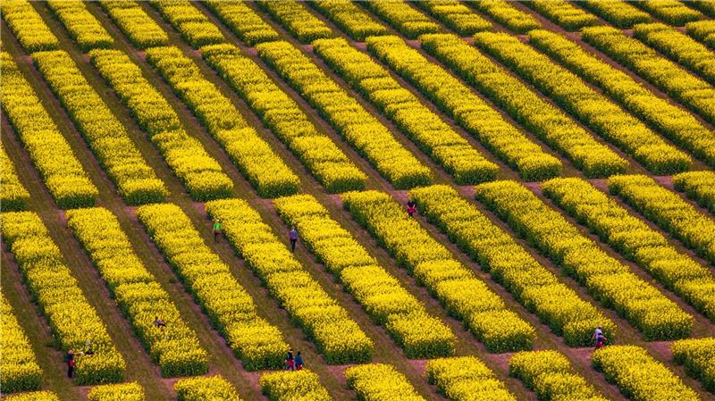 Rapsblüte in voller Pracht
