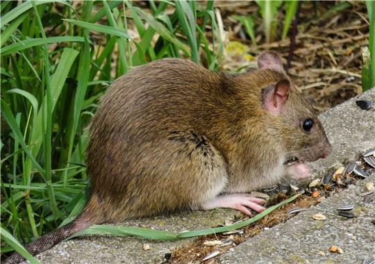 Ratten kommen auch heute noch in kleineren wie größeren Städten vor und können Krankheiten übertragen.  Symbolfoto: Pixabay
