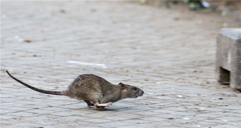 New York sucht Rattenfänger «Ratten werden dieses Jobangebot hassen», heißt es in einer Stellenausschreibung der New Yorker Stadtverwaltung.