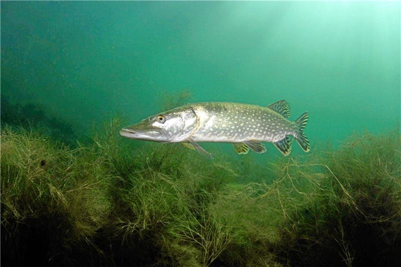Raubfisch unter Wasser: ein Hecht im Kiesteich südlich von Isingerode.