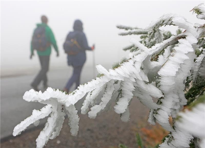 Erste Minustemperaturen im Harz erreicht Raureif bildet sich an den Zweigen einer Fichte an einem Wanderweg auf dem Brocken. Foto: picture alliance/dpa | Matthias Bein