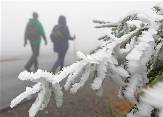 Raureif bildet sich an den Zweigen einer Fichte an einem Wanderweg auf dem Brocken. Foto: picture alliance/dpa | Matthias Bein