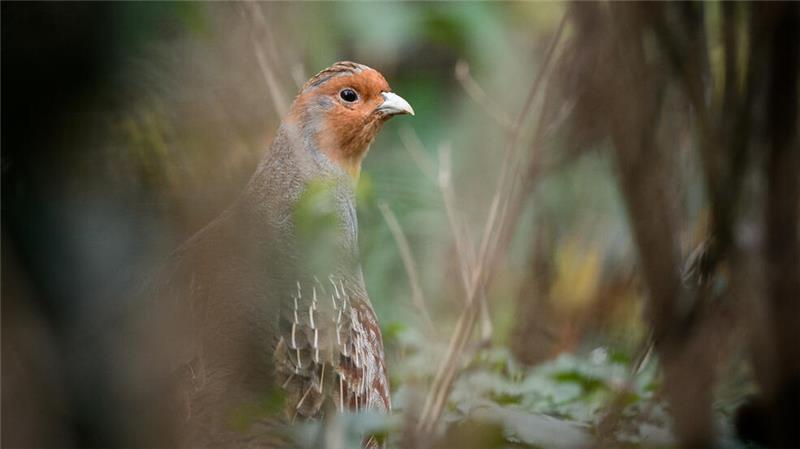 Jerstedter Jäger wollen gefährdete Rebhühner unterstützen Rebhühner sind eine gefährdete Art in Deutschland. Die Jerstedter Jägerschaft will die Tiere unterstützen.