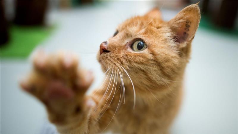 Cat Content gesucht: Forscher werten Katzenvideos aus Rechtpfotig oder linkspfotig? Die Forscher wollen herausfinden, welche Faktoren die Pfotenpräferenz bei Katzen beeinflussen. (Symboldbild)
