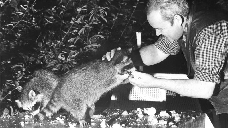 Regelmäßig kommen Waschbären an der Rabenklippe vorbei und fressen dem Gastwirt Kurt Christiansen direkt aus der Hand.
