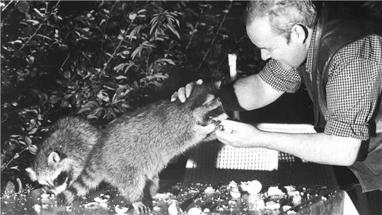 Regelmäßig kommen Waschbären an der Rabenklippe vorbei und fressen dem Gastwirt Kurt Christiansen direkt aus der Hand.