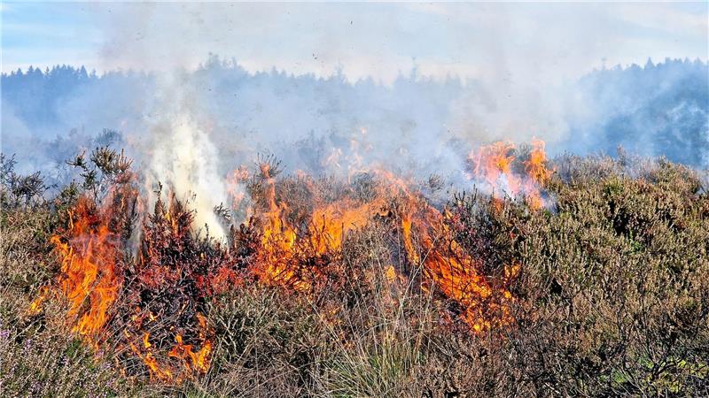 Im Innerstetal brennt die Heide: Trotzdem kein Grund zur Panik Regelmäßig werden im Innerstetal Feuer gelegt, damit sich die Heide verjüngen kann.