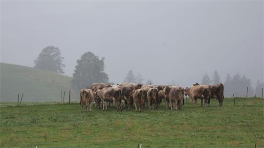 Regen, Gewitter und Sturmböen erwarten die Menschen bis Freitag. (Archivbild)