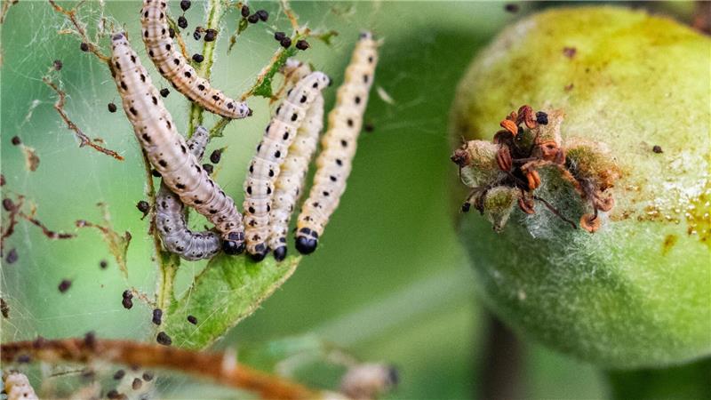 Region Hannover: Apfel-Gespinstmotten fressen an Apfelbaum in Obstgarten