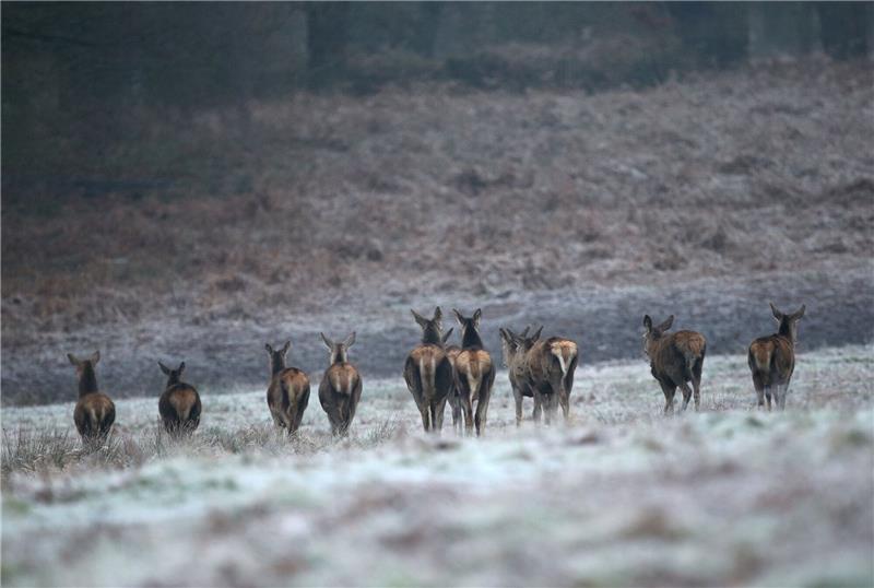 Rehe auf einem frostbedeckten Feld im Richmond Park in London.