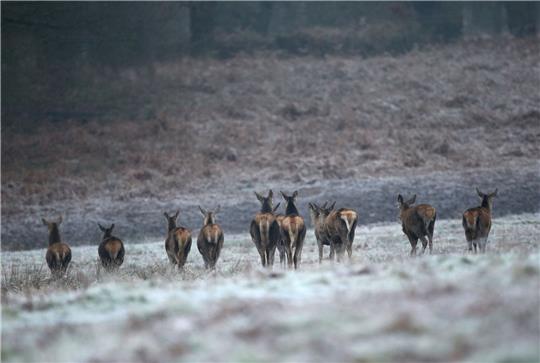 Rehe auf einem frostbedeckten Feld im Richmond Park in London.